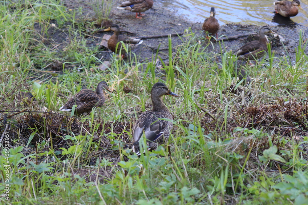 ducks on the shore ducks on the shore