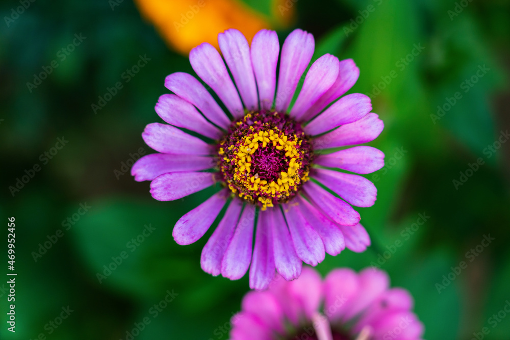 Purple flower zinnia dahlia flower top view Purple flower zinnia dahlia flower top view
