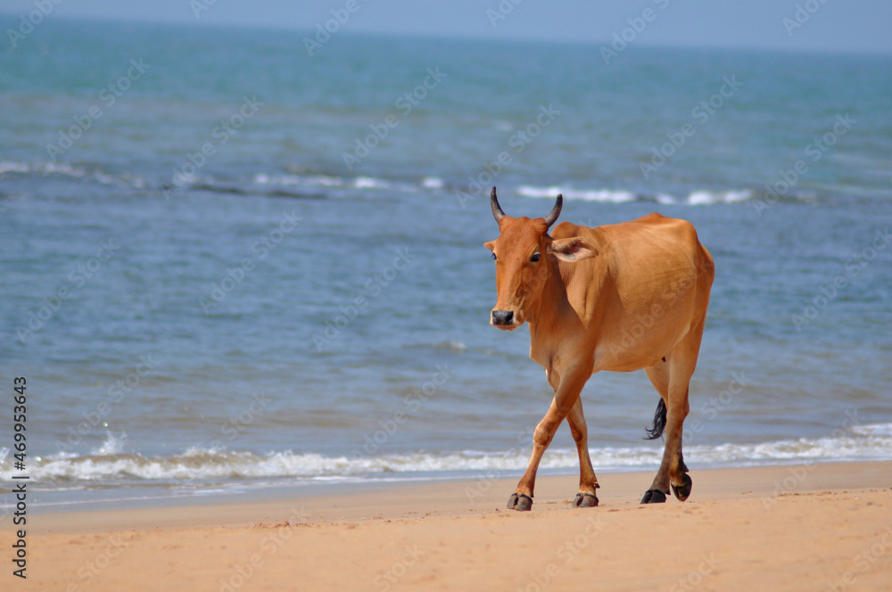 Indian Cattle, Bos Indicus, Walking on a Beach, Anjuna, Goa, India Indian Cattle, Bos Indicus, Walking on a Beach, Anjuna, Goa, India