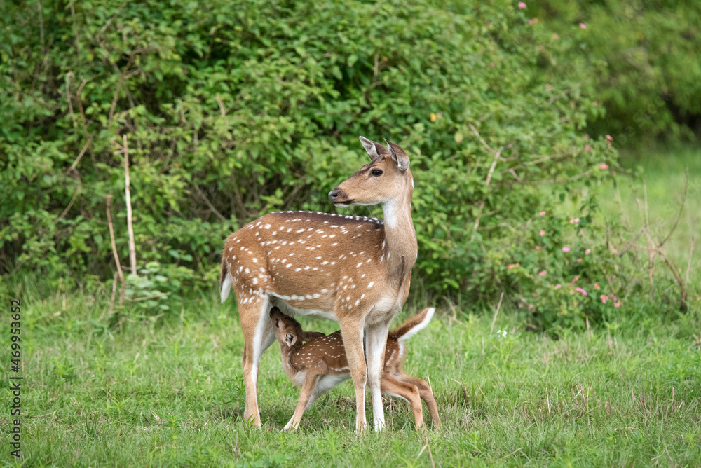 Chital, Axis Axis, Calf Milking, Bandipur, Karnataka, India Chital, Axis Axis, Calf Milking, Bandipur, Karnataka, India