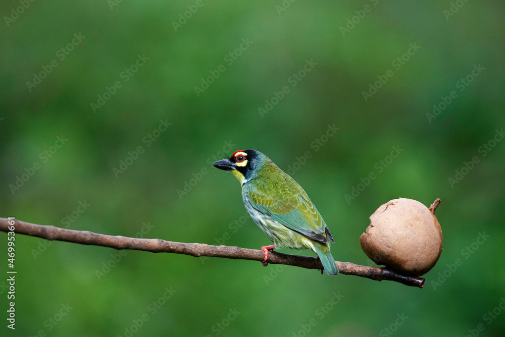 Fototapeta premium Coppersmith Barbet, Psilopogon Haemacephalus, Bangalore, Karnataka, India