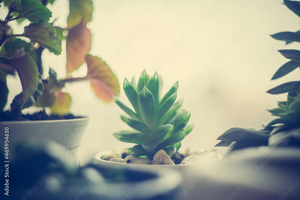 Green foliage of home plant cactus, succulent plant on the windowsill on the background of the rain window