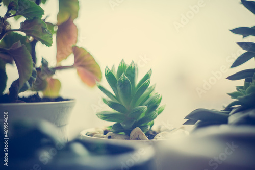Obraz na płótnie Green foliage of home plant cactus, succulent plant on the windowsill on the background of the rain window w salonie