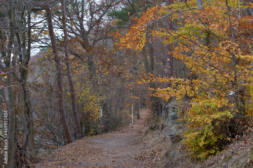 herbstfarben im wald