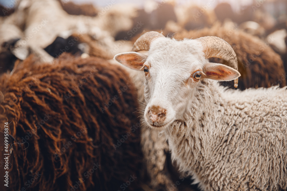 Concept pity for killing animals vegetarianism. Sheep looks pitifully through grate of pen before slaughtering meat Concept pity for killing animals vegetarianism. Sheep looks pitifully through grate of pen before slaughtering meat