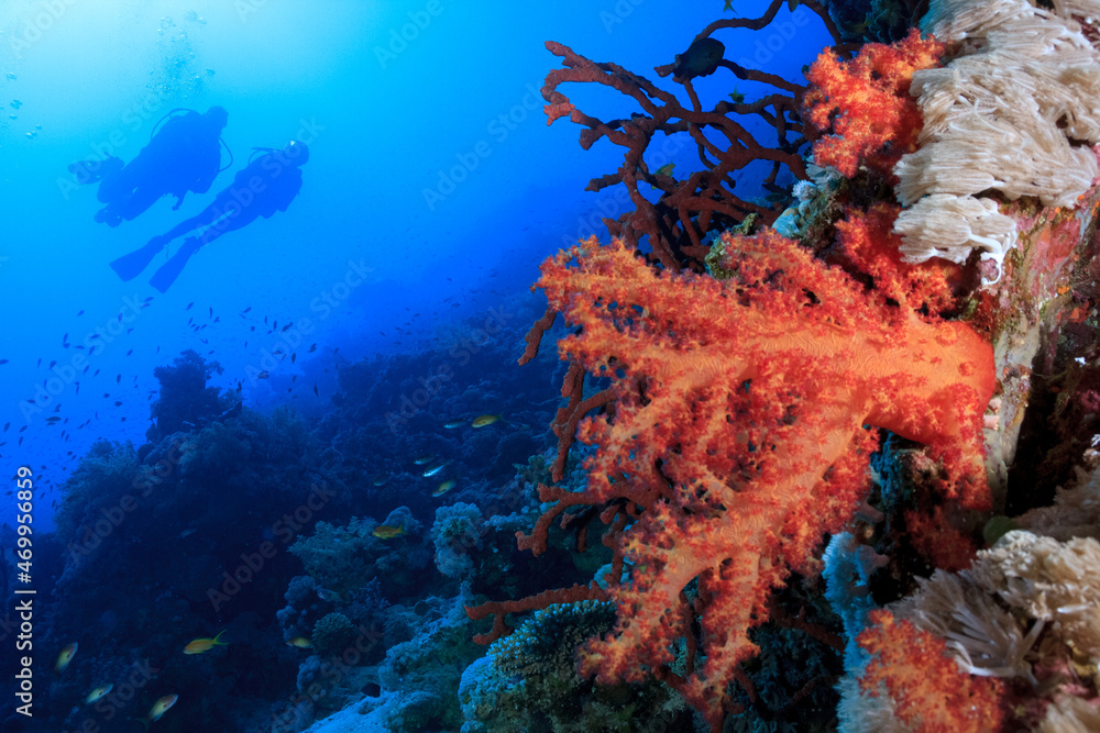 Fototapeta premium Coral y buzos