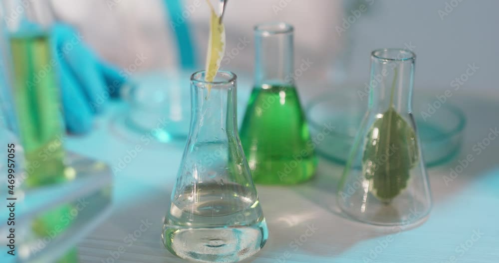 the study of plant diseases in the laboratory. close-up of a flask with a damaged, yellow leaf. the sample is removed from the flask for examination. ficus disease, brush affects the leaf at the base the study of plant diseases in the laboratory. close-up of a flask with a damaged, yellow leaf. the sample is removed from the flask for examination. ficus disease, brush affects the leaf at the base