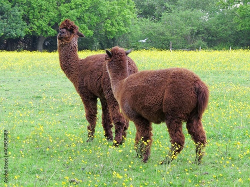 alpacas in a meadow of bright yellow buttercups