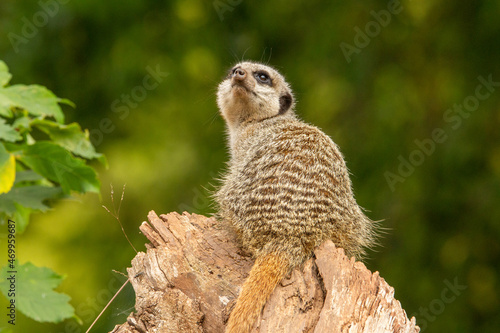 a single Slender tailed meerkat (Suricata suricatta) sitting on a pale wooden stump and looking up isolated on a natural background © Ian