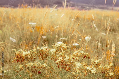 a field of dried flowers watched closely