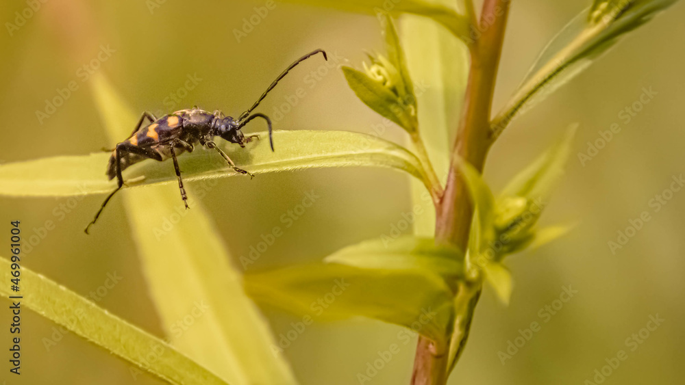 Macro of leptura quadrifasciata, four banded longhorn beetle, on a sunny summer day Macro of leptura quadrifasciata, four banded longhorn beetle, on a sunny summer day