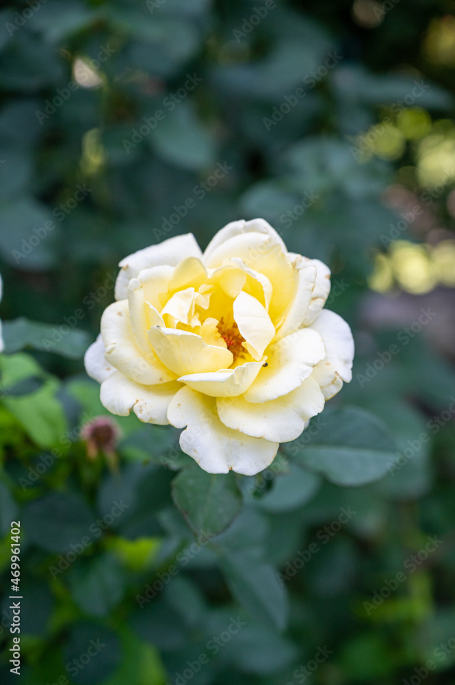 A vertical closeup shot of a beautiful yellow garden rose A vertical closeup shot of a beautiful yellow garden rose