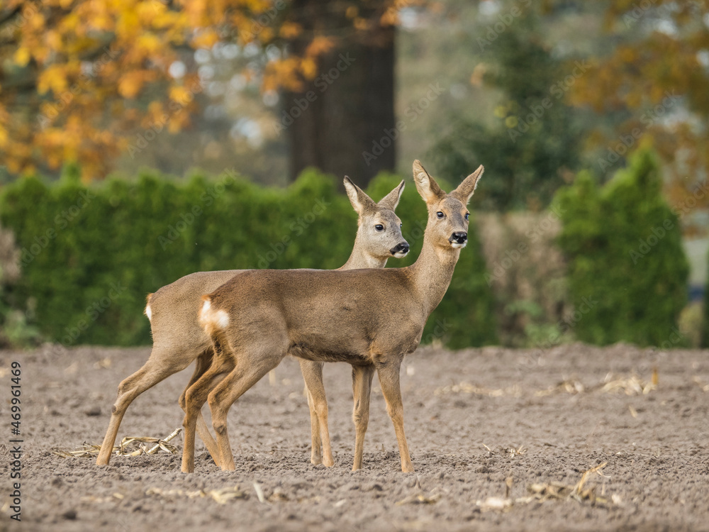 Zwei Rehe auf einem Feld Zwei Rehe auf einem Feld
