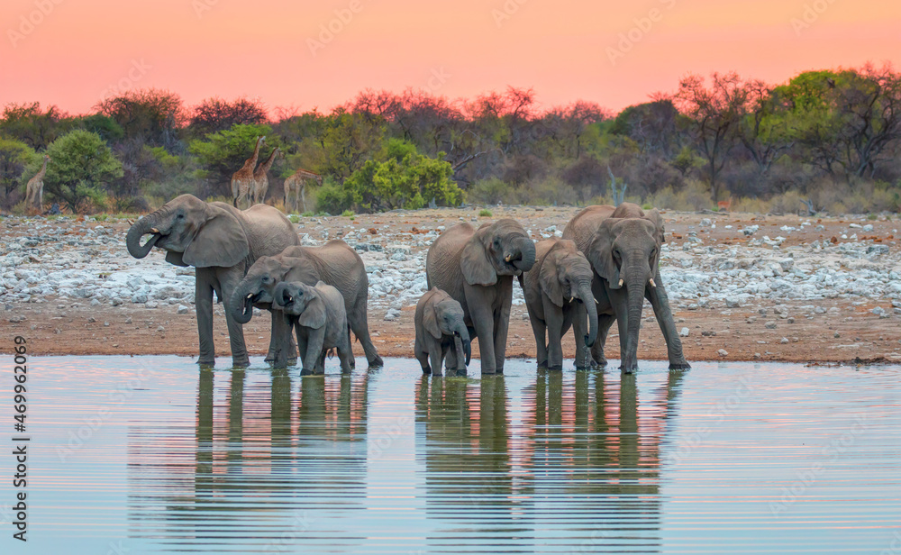 Naklejka premium Amazing african elephants at sunset concept - African elephants standing near lake in Etosha National Park, Namibia