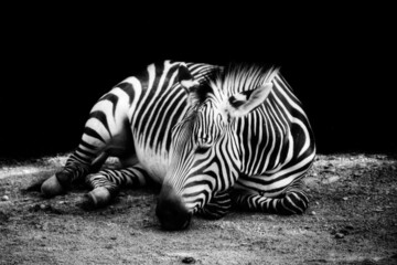Tuinposter Zwart wit Zebra in Afrikaanse savanne  © Claudia
