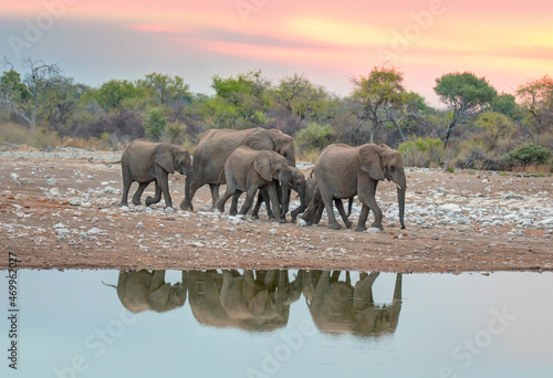 Amazing african elephants at sunset concept - African elephants standing near lake in Etosha National Park  Namibia