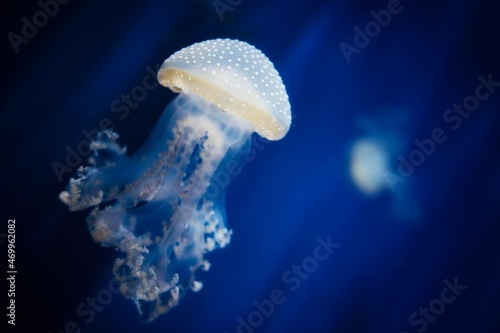 jelly fish in a water