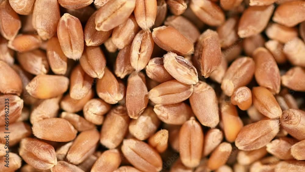 Organic wheat grain rotating on turntable Organic wheat grain rotating on turntable