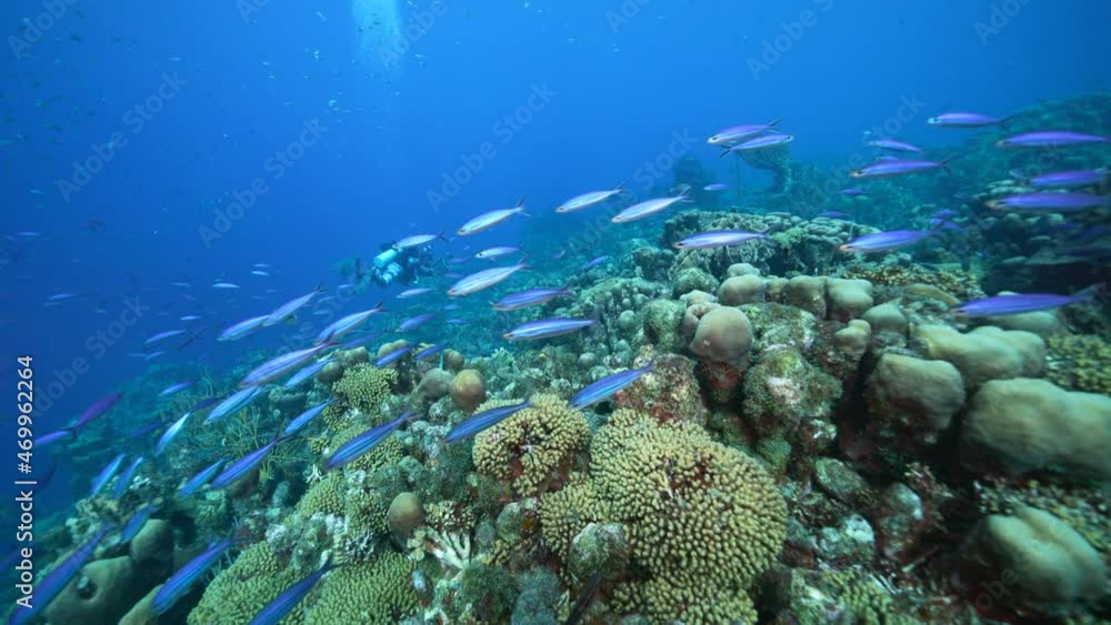 Seascape with School of Boga Fish in the coral reef of the Caribbean Sea, Curacao Seascape with School of Boga Fish in the coral reef of the Caribbean Sea, Curacao
