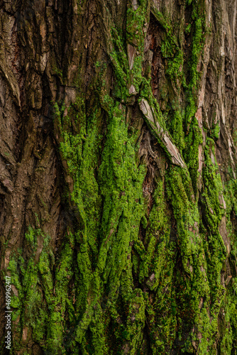 tree bark background texture photo