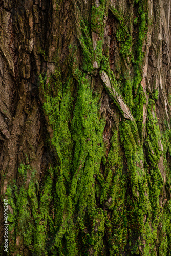 Foto tree bark background texture
