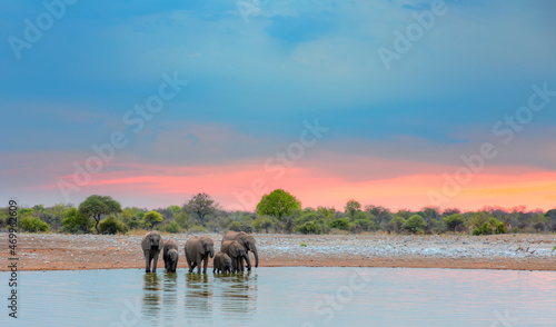 Canvas Print Amazing african elephants at sunset concept - African elephants standing near la