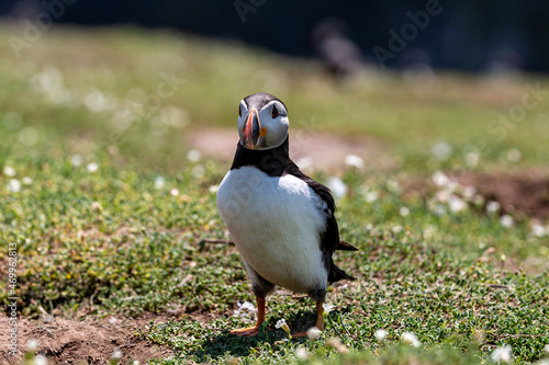 An Atlantic Puffin on Skomer Island  with a Shallow Depth of Field