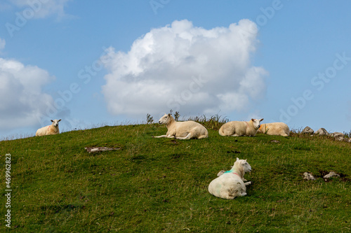 Sheep on a Hillside in the Western Isles