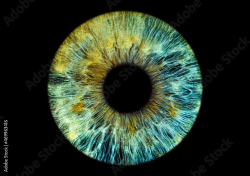 Auge