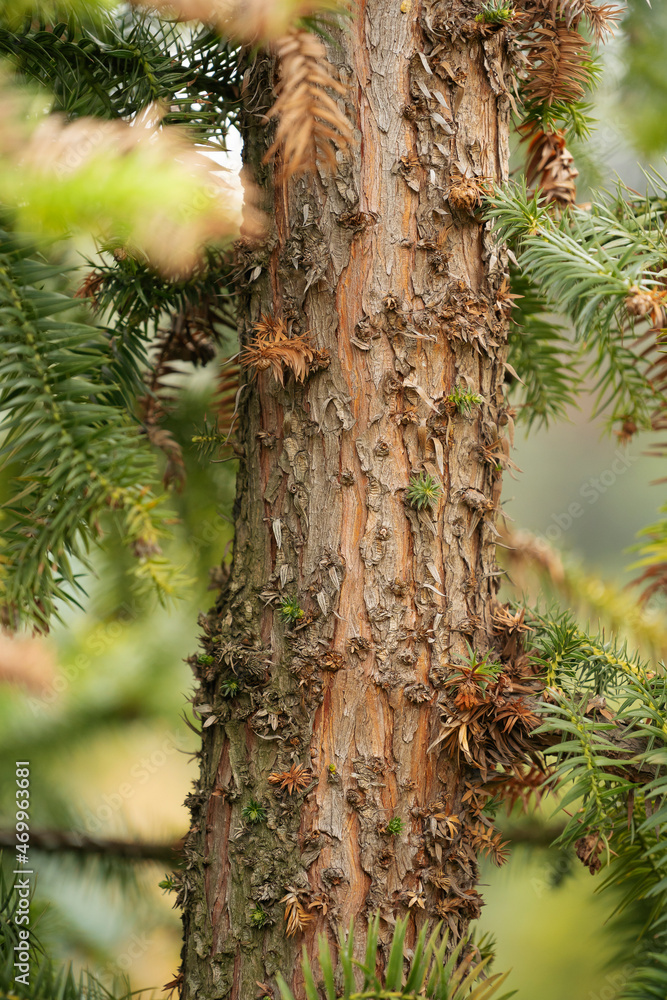 Trunk of China fir (Cunninghamia lanceolata) Trunk of China fir (Cunninghamia lanceolata)