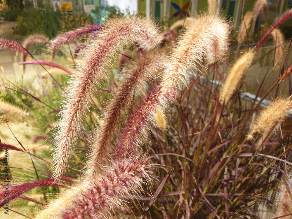 Pink pennisetum bush blooming in the garden. Pink pennisetum bush blooming in the garden.