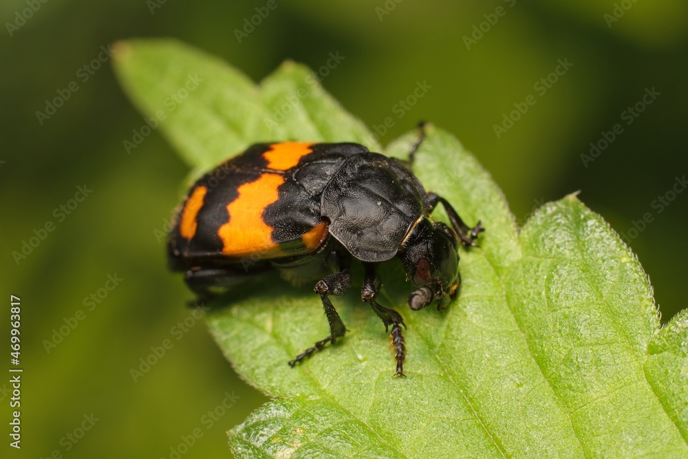 Burying beetle Nicrophorus vespilloides on a leaf Burying beetle Nicrophorus vespilloides on a leaf
