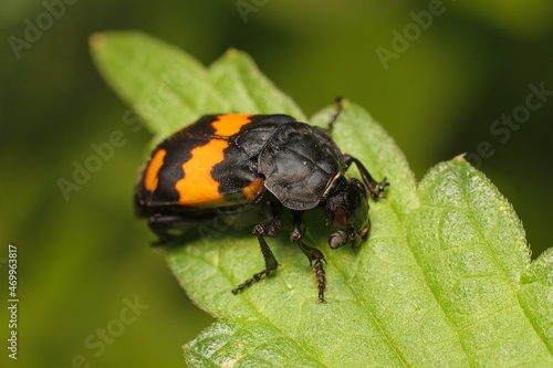 Burying beetle Nicrophorus vespilloides on a leaf  photo