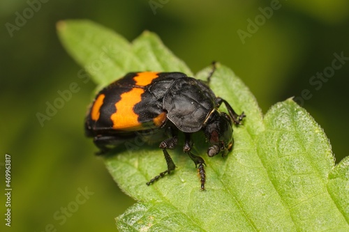 Burying beetle Nicrophorus vespilloides on a leaf 