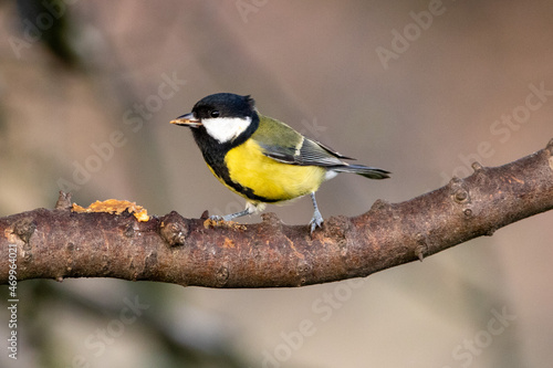 great tit © Andy