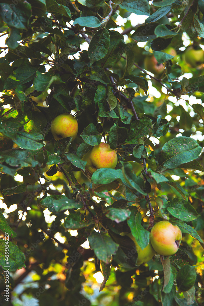 Red apples are hanging on the branches of a tree Red apples are hanging on the branches of a tree