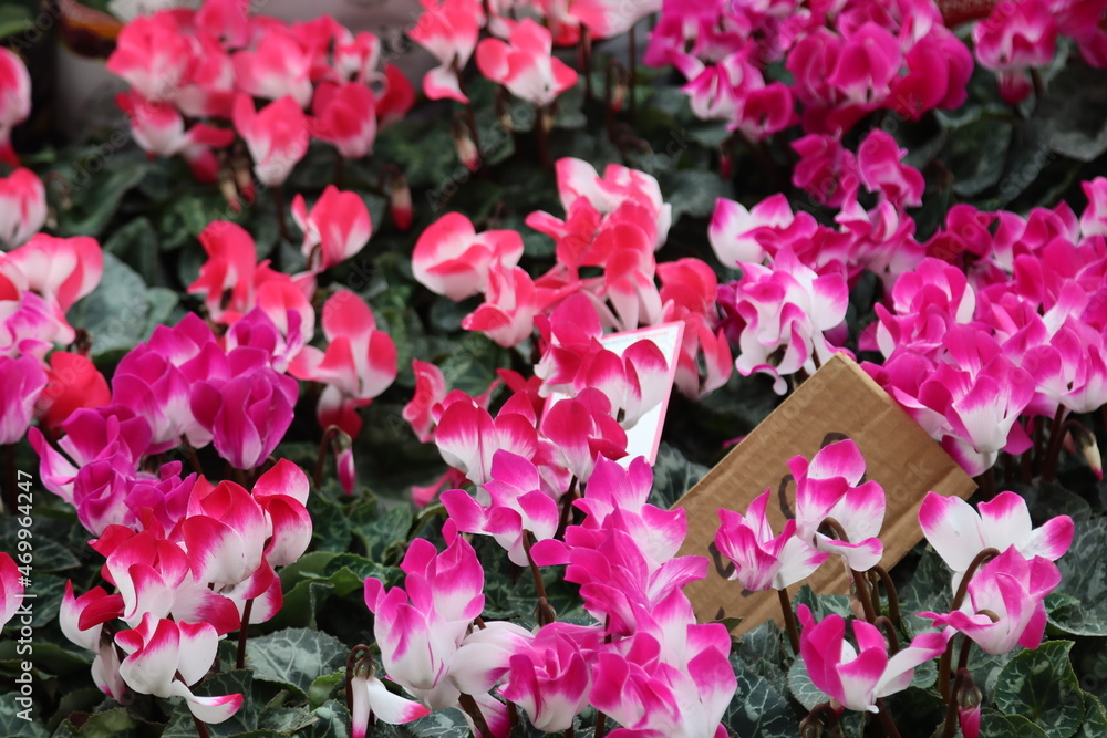 flower stall at the market