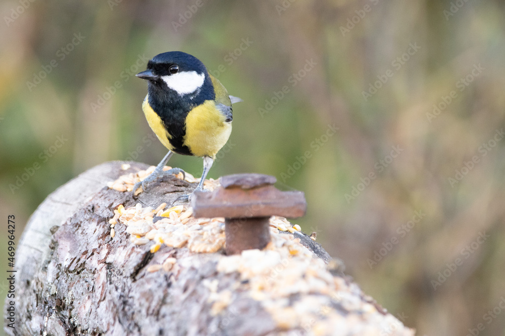 Fototapeta premium great tit