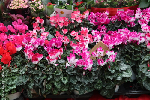 flower stall at the market