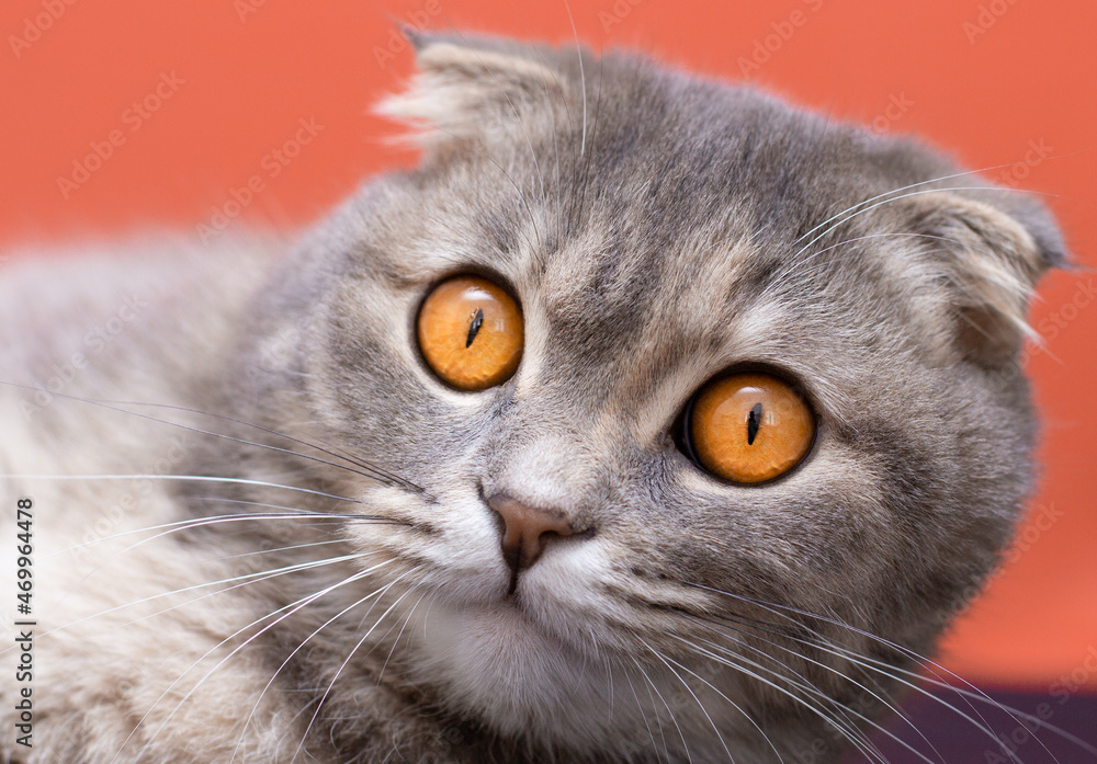Scottish fold cat face big orange eyes close up Scottish fold cat face big orange eyes close up