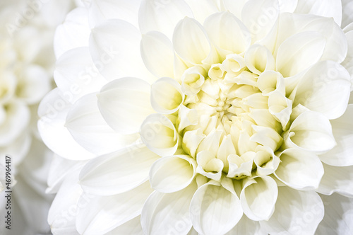 Chrysanthemum white flower, abstract backgrounds