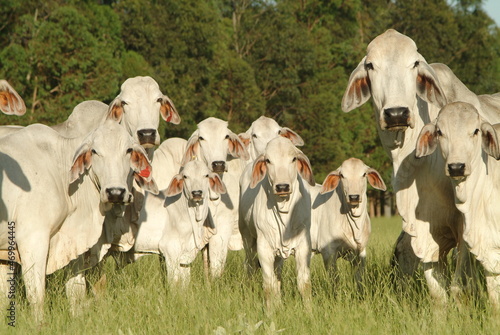 vacas da raça brahman