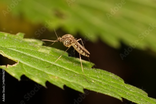 little mosquito on a leaf
