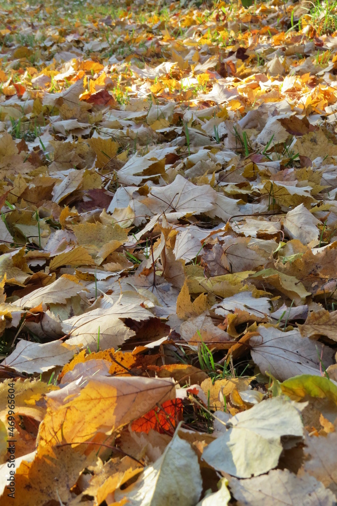 Vertical Photo  of Colorful Fallen Leaves in Autumn Covering the Grassy Ground in Yellows Browns and Reds