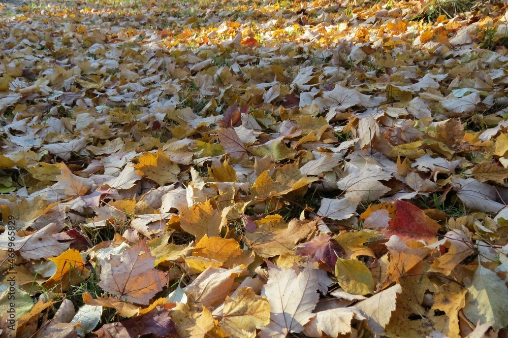 Horizontal Photo of Ground Covered in Fallen Red, Yellow, and Brown Autumn Leaves Highlighted by Sun and Shadow