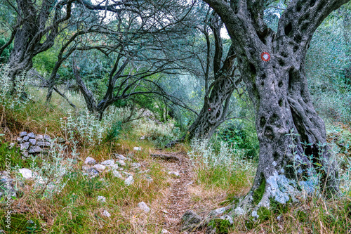 Olive trees in the forest. Montenegro, Balkan © Victoria Smolina