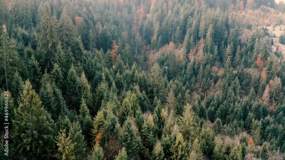 Autumn coniferous and deciduous forest in the mountains. Drone view. Autumn coniferous and deciduous forest in the mountains. Drone view.