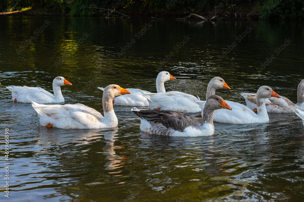 Domestic geese swim in the water. A flock of white beautiful geese in the river Domestic geese swim in the water. A flock of white beautiful geese in the river