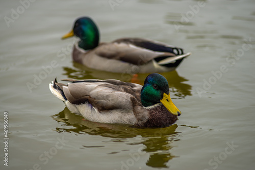 two ducks on the water, lake