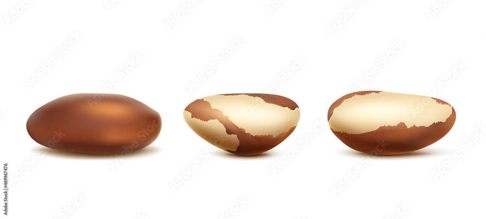 vector icon. Set of brazilian nuts with or without shell. Isolated. vector icon. Set of brazilian nuts with or without shell. Isolated.